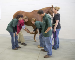 Veterinarian examining horse with techs