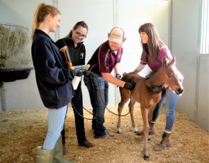 Professor teaches students to handle a foal