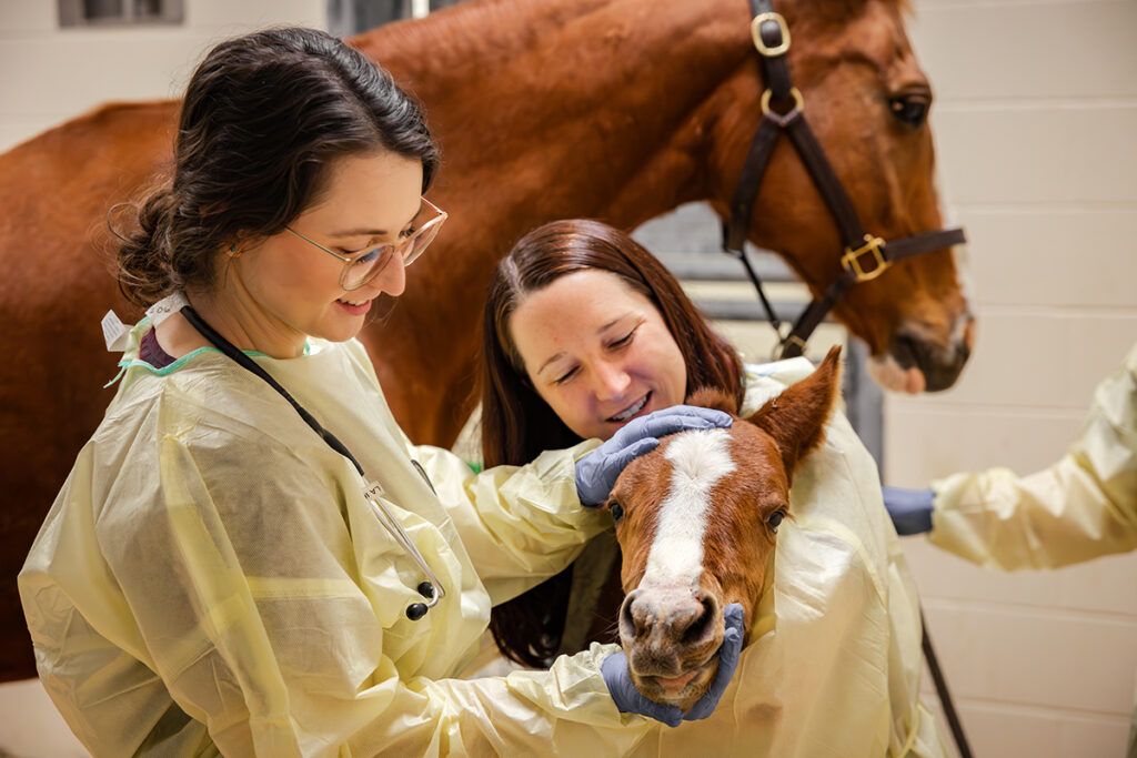 Queenie, the mare, and Vicky, the foal receive care at the LATH from Dr. Alpini (left) and Dr. Trimble (right).